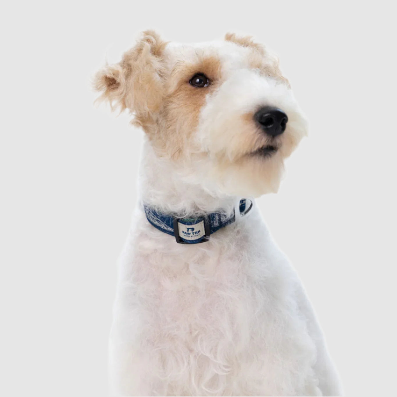 EverBark – Dog Collar – Ocean