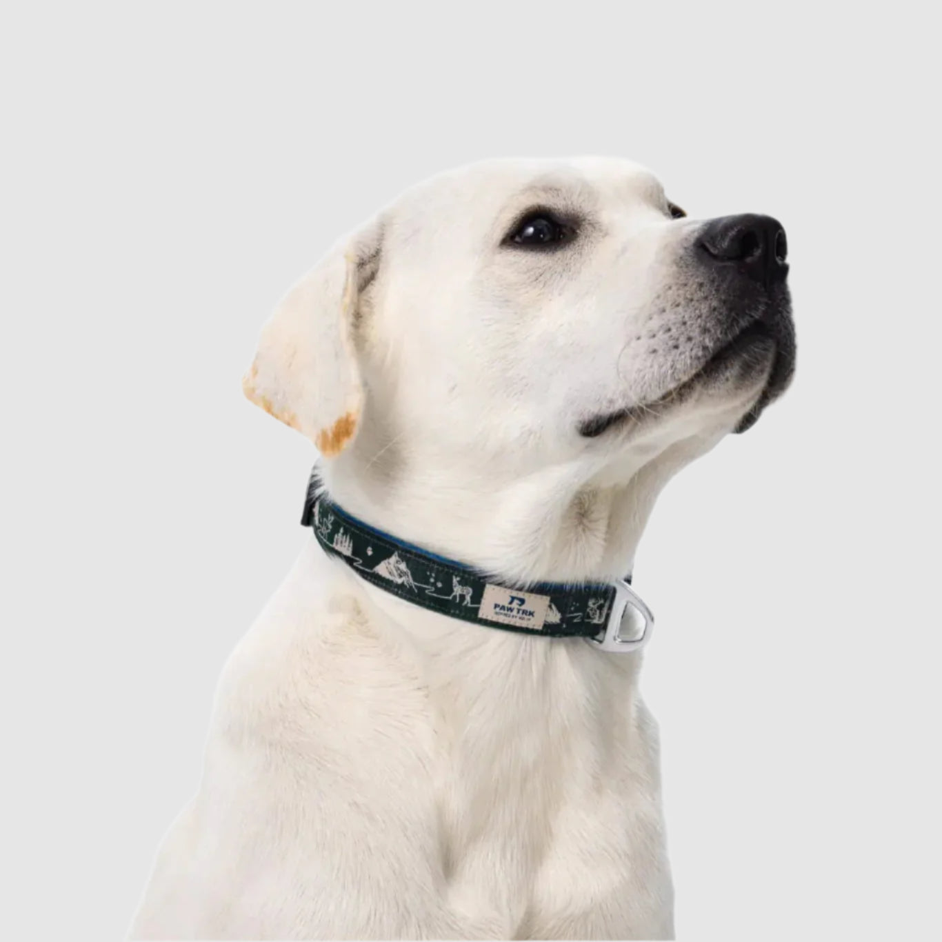 EverBark – Dog Collar – Forest