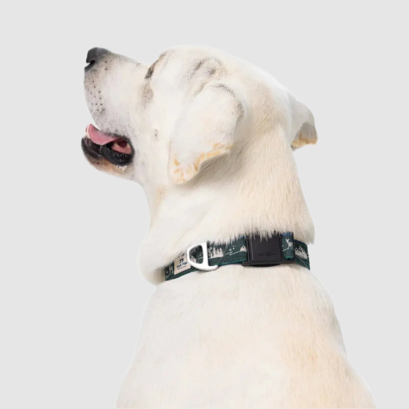 EverBark – Dog Collar – Forest
