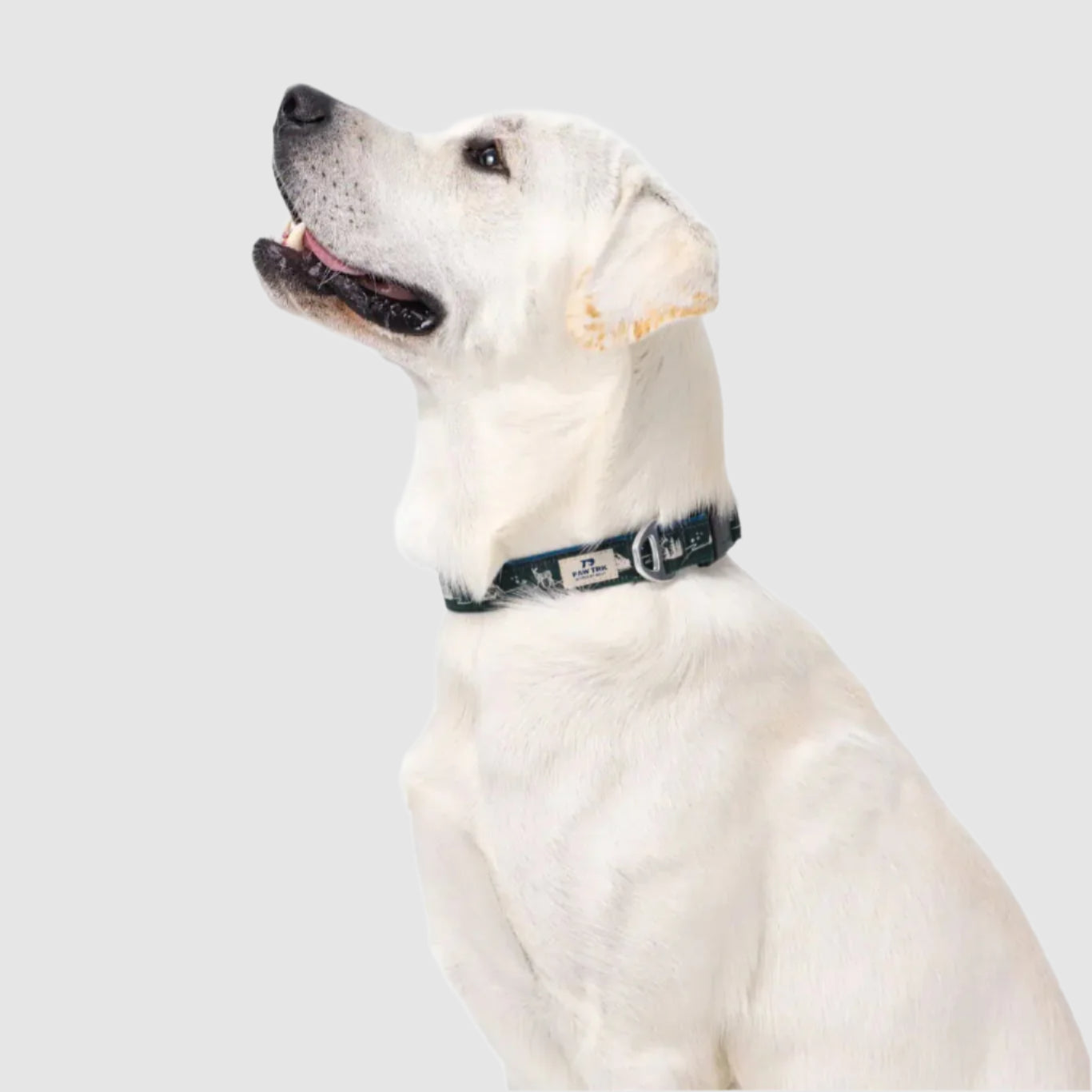 EverBark – Dog Collar – Forest
