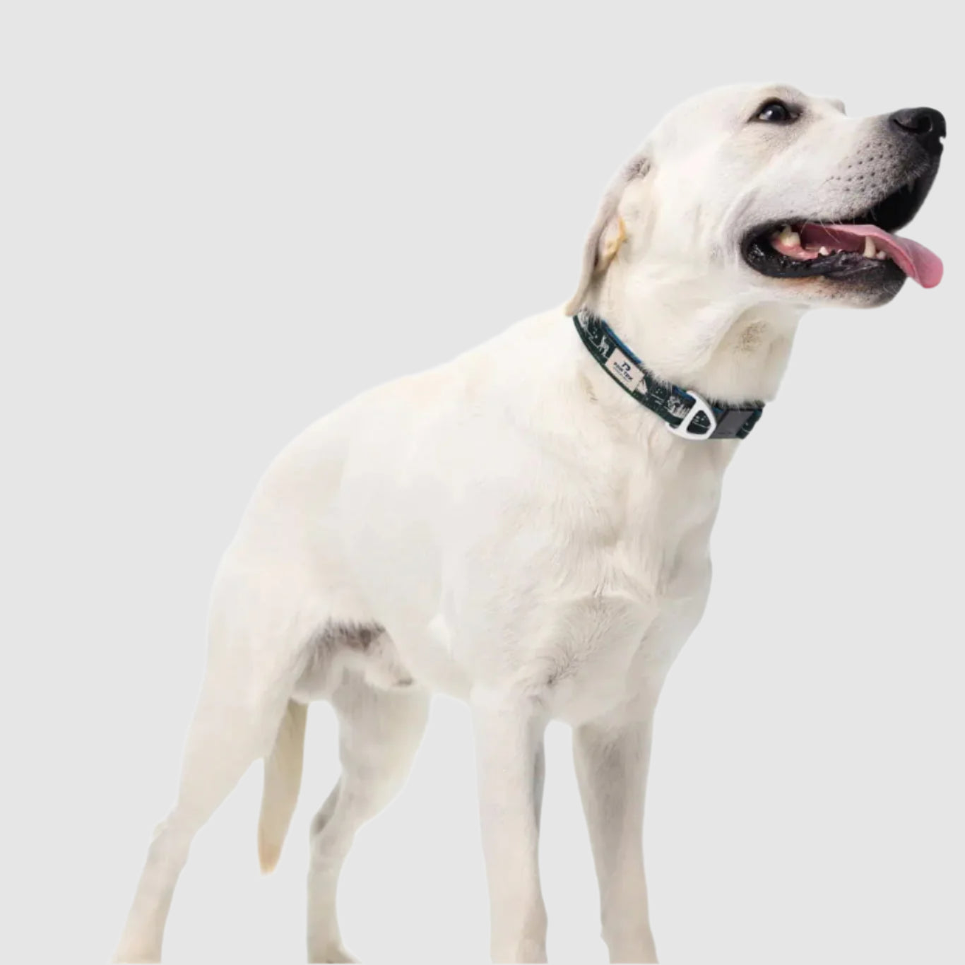 EverBark – Dog Collar – Forest