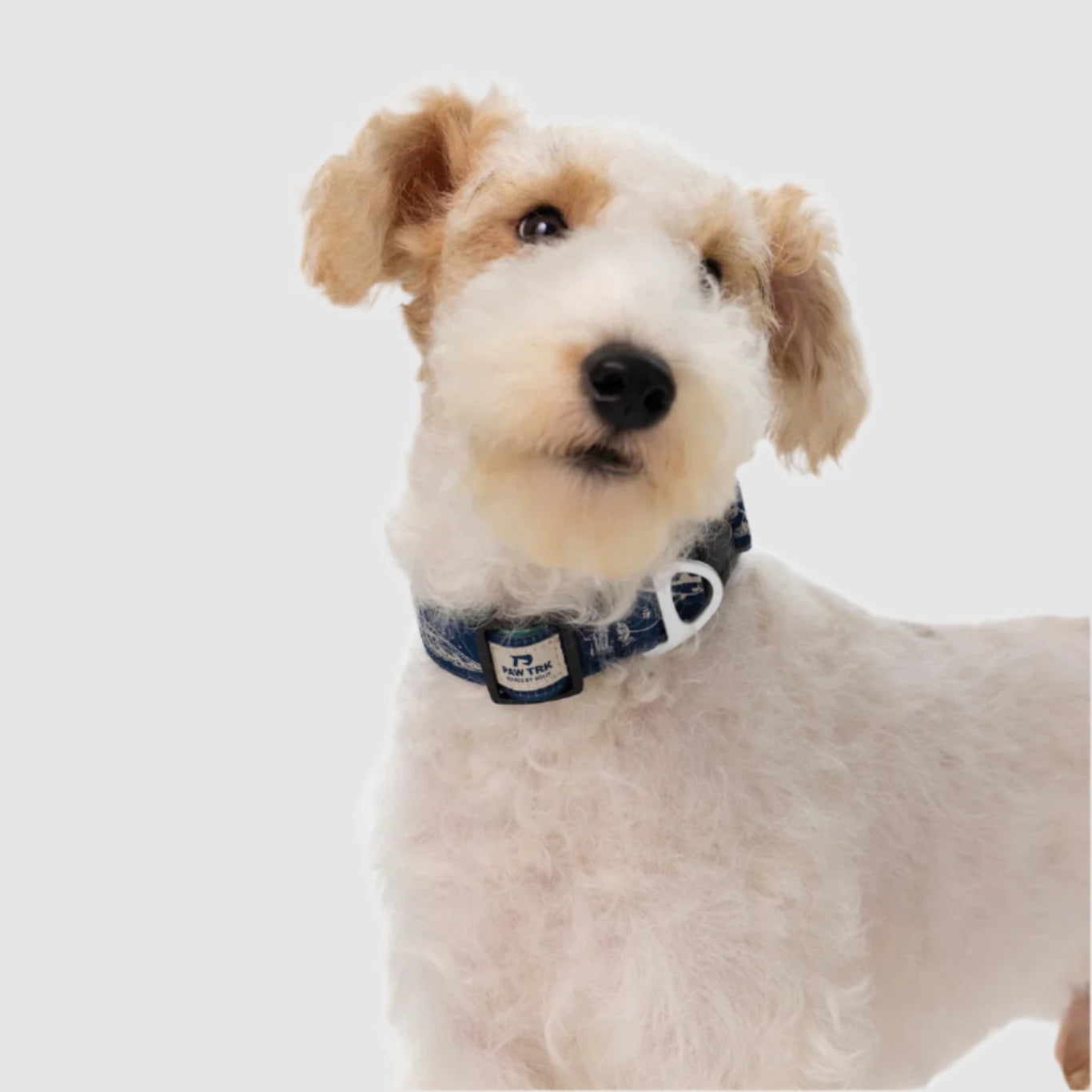 EverBark – Dog Collar – Ocean