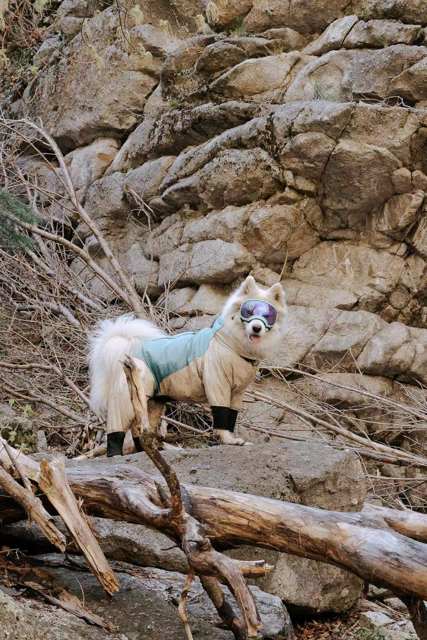 Best Dog-Friendly Hikes in the Pacific Northwest