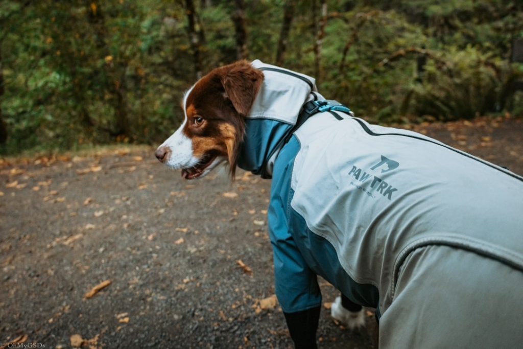 Hiking with Dogs: How to Prepare for the Best Adventures