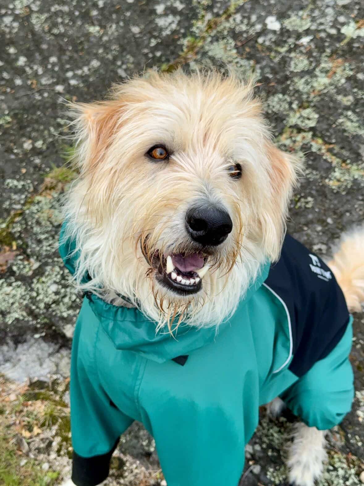 Cold Morning Walks: How to Keep Your Dog Warm and Comfortable This Fall