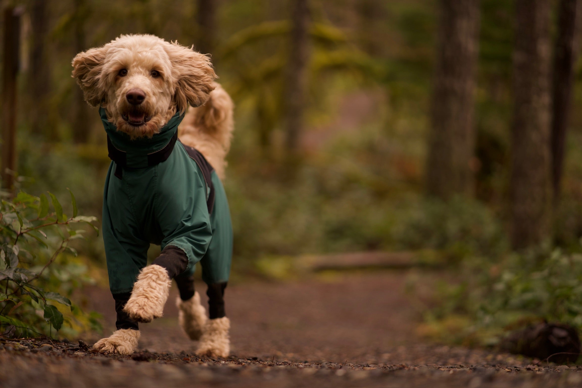 Insect Repellent for Dogs: How to Protect Your Dog on the Trail