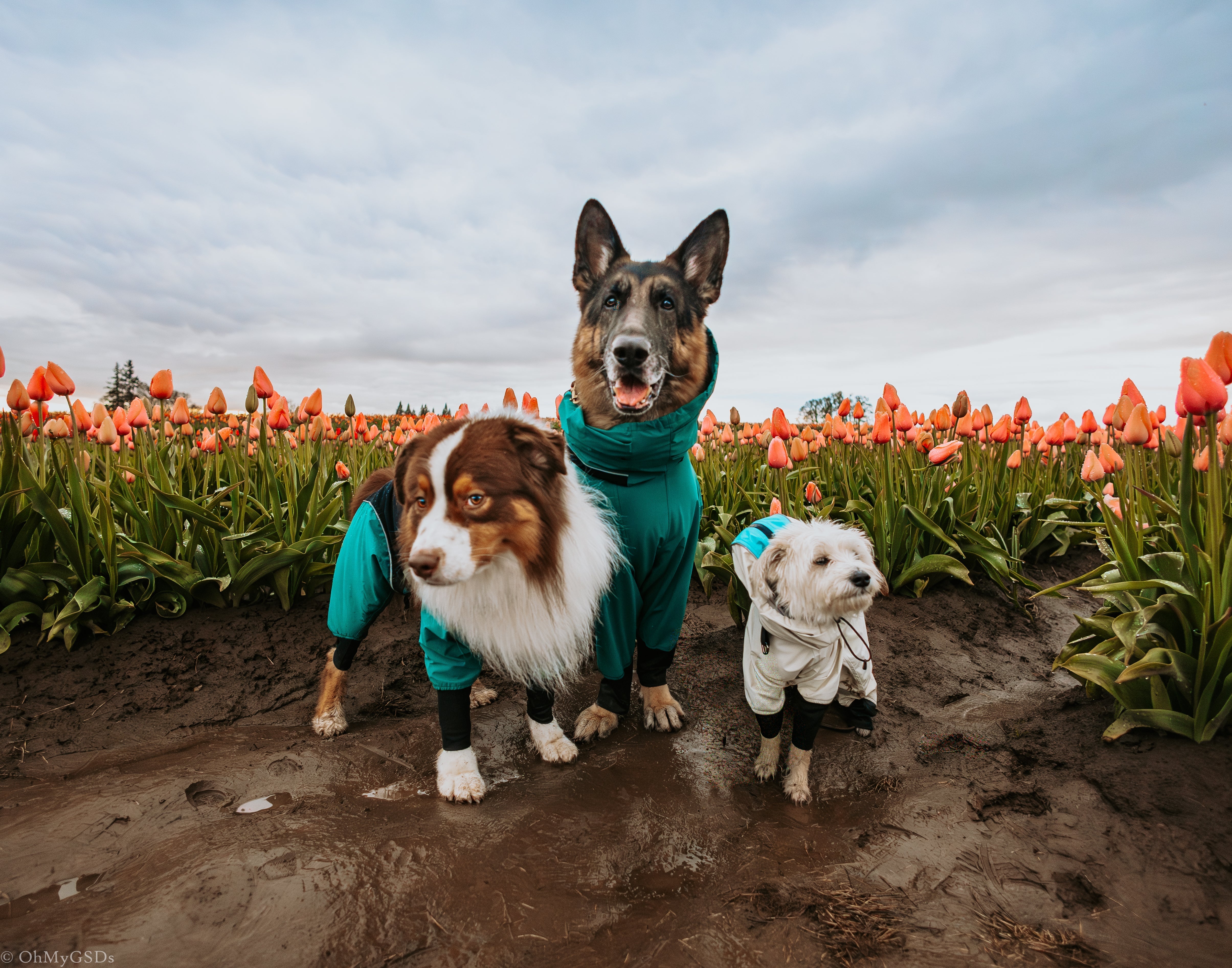 How to Choose the Best Waterproof Dog Jacket for Hiking