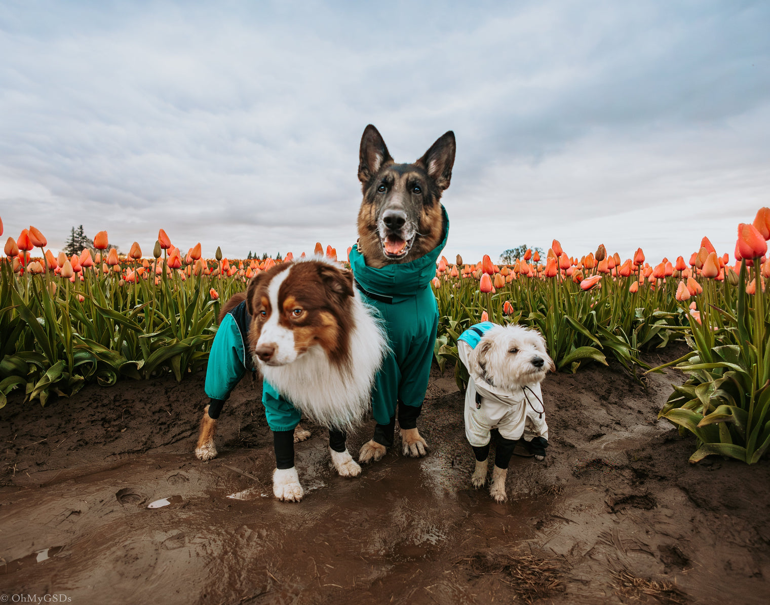 How to Choose the Best Waterproof Dog Jacket for Hiking