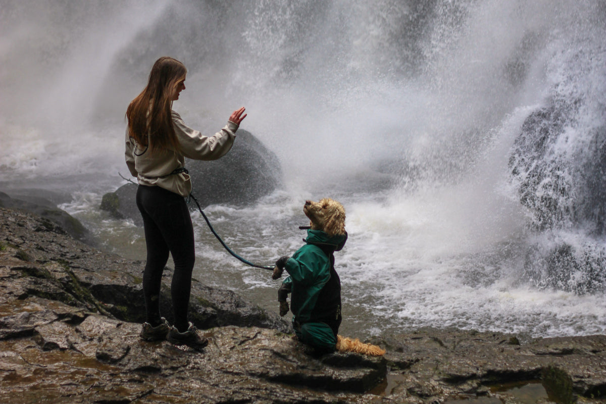 Fall Mud Season Survival Guide: How to Keep Your Dog Clean, Dry, and Happy