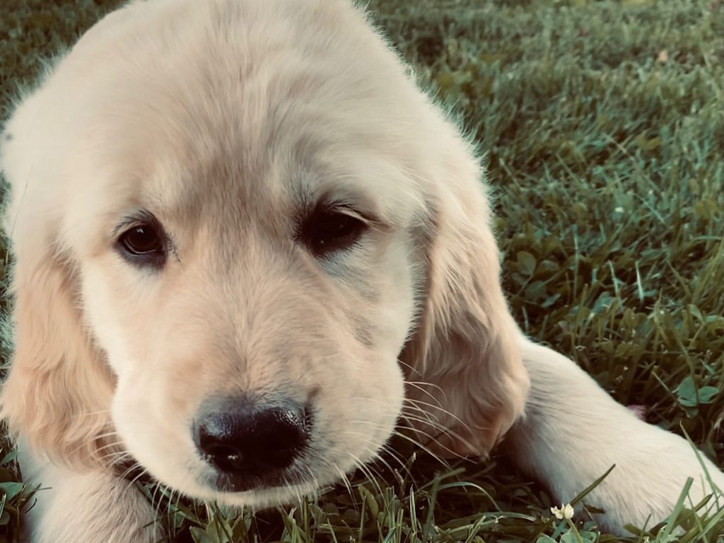 The Story Behind PawTrk: Love, Gratitude, and Crafting Adventures Together