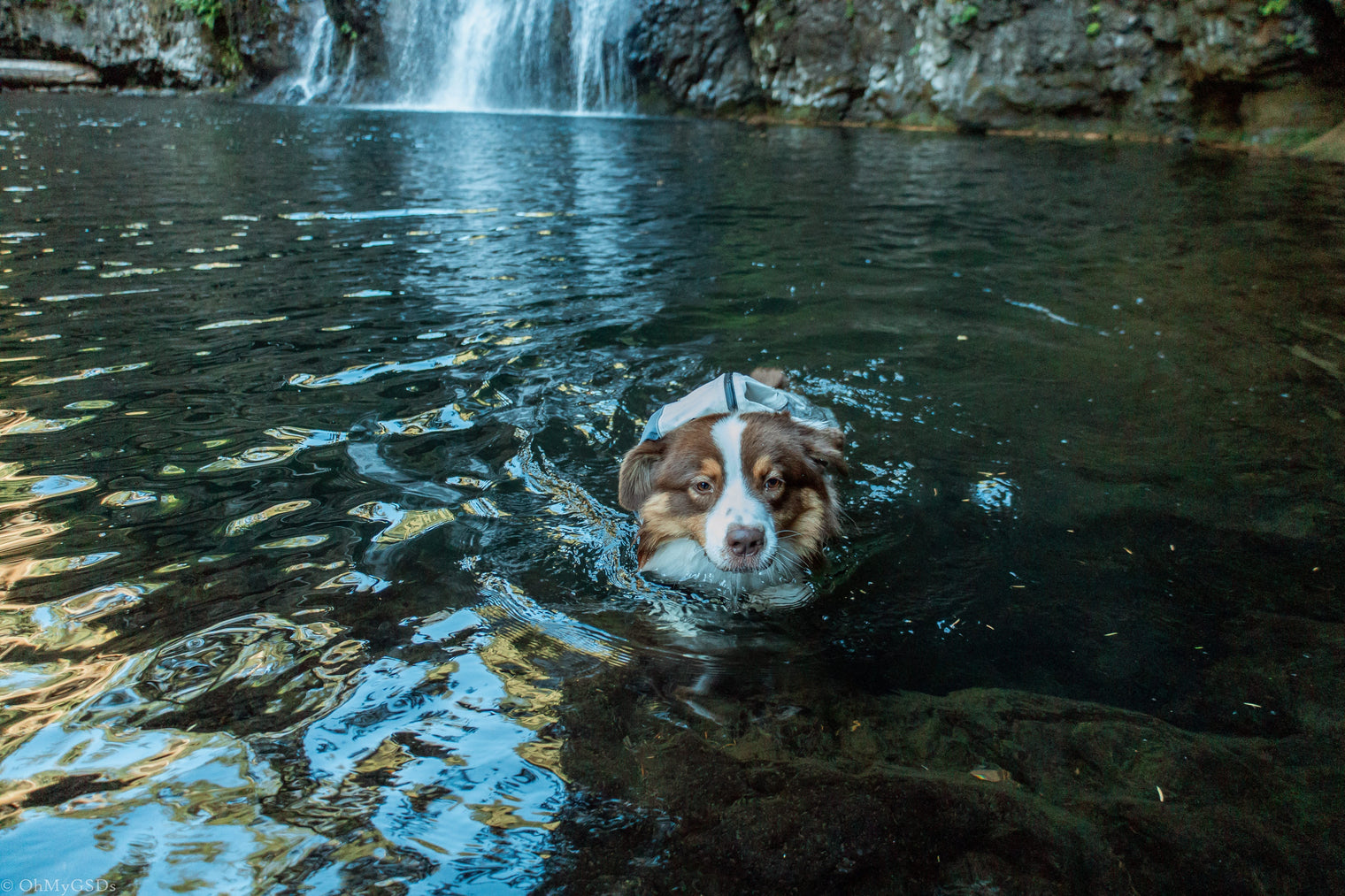 Summer Must-Have: Why the Trail Series Suit is the Ultimate Outdoor & Water-Play Essential for Your Dog