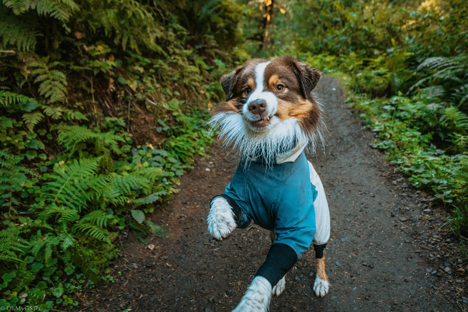 Summer Bug Alert: How the Trail Series Suit Protects Your Dog from Fleas, Ticks, and More