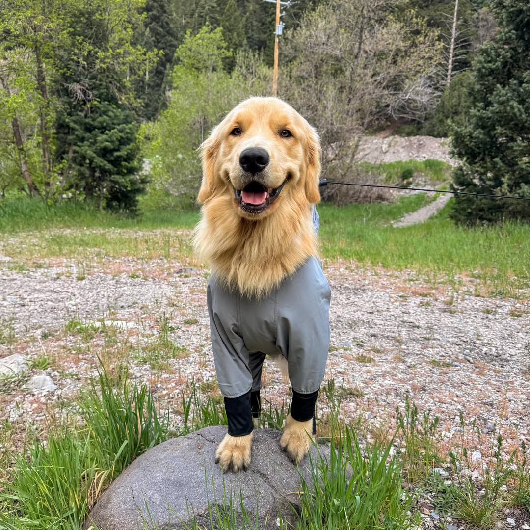 How to Choose a Dog Raincoat: 7 Things That Actually Matter
