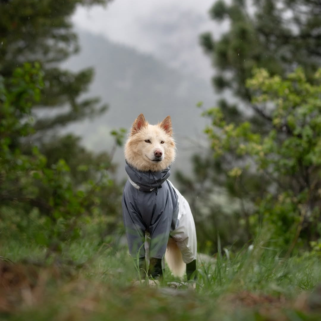 Outdoor Dog Gear Essentials to Upgrade Your 2026 Adventures
