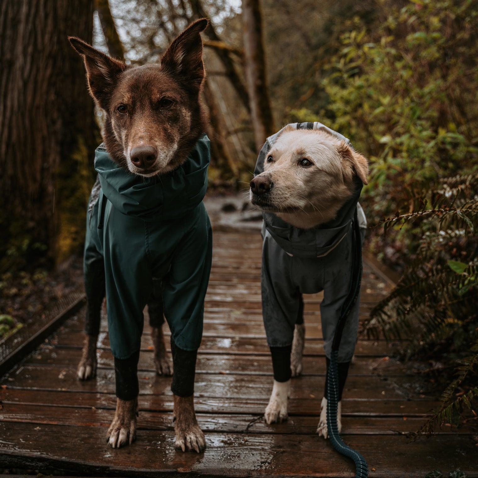 Summer Safety Guide: What Every Dog Parent Should Know Before Heading Outdoors