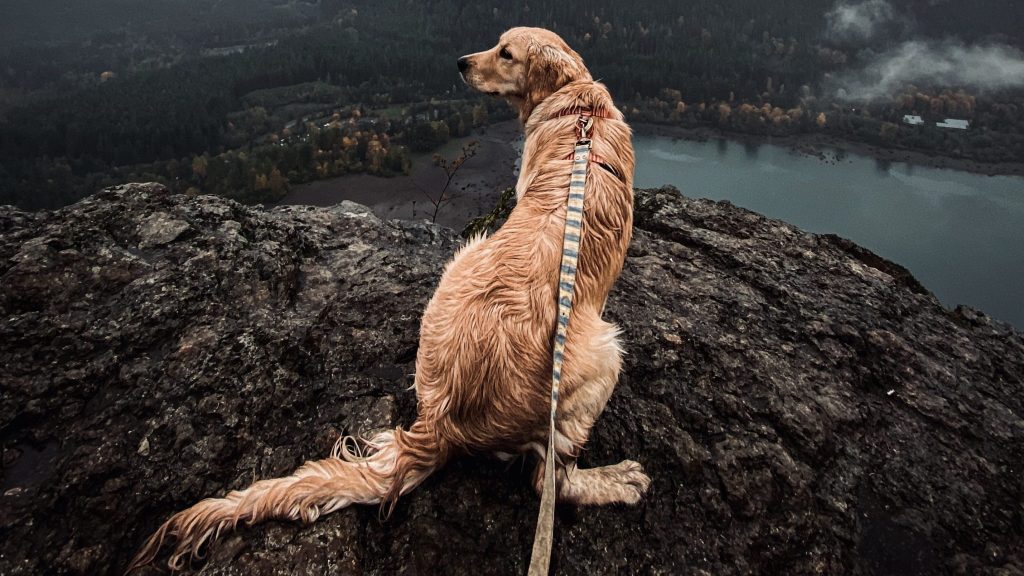 The Best Dog Rain Coat for Wet Days — Dog Fur Isn't Enough