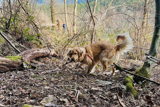 Why Outdoor Dog Gear is a Safety Essential for Your Furry Friend