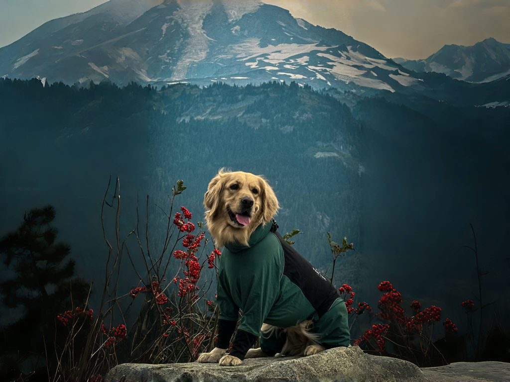 Outdoor Dog Gear Essentials to Upgrade Your 2025 Adventures