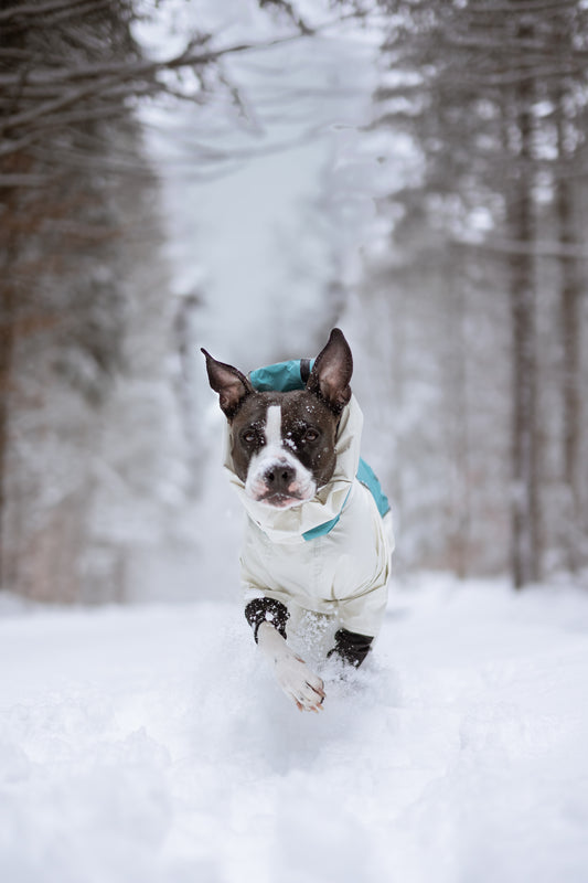 Trail X Series Limited Edition