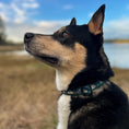 Load image into Gallery viewer, EverBark Collar
