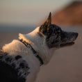 Load image into Gallery viewer, EverBark Collar
