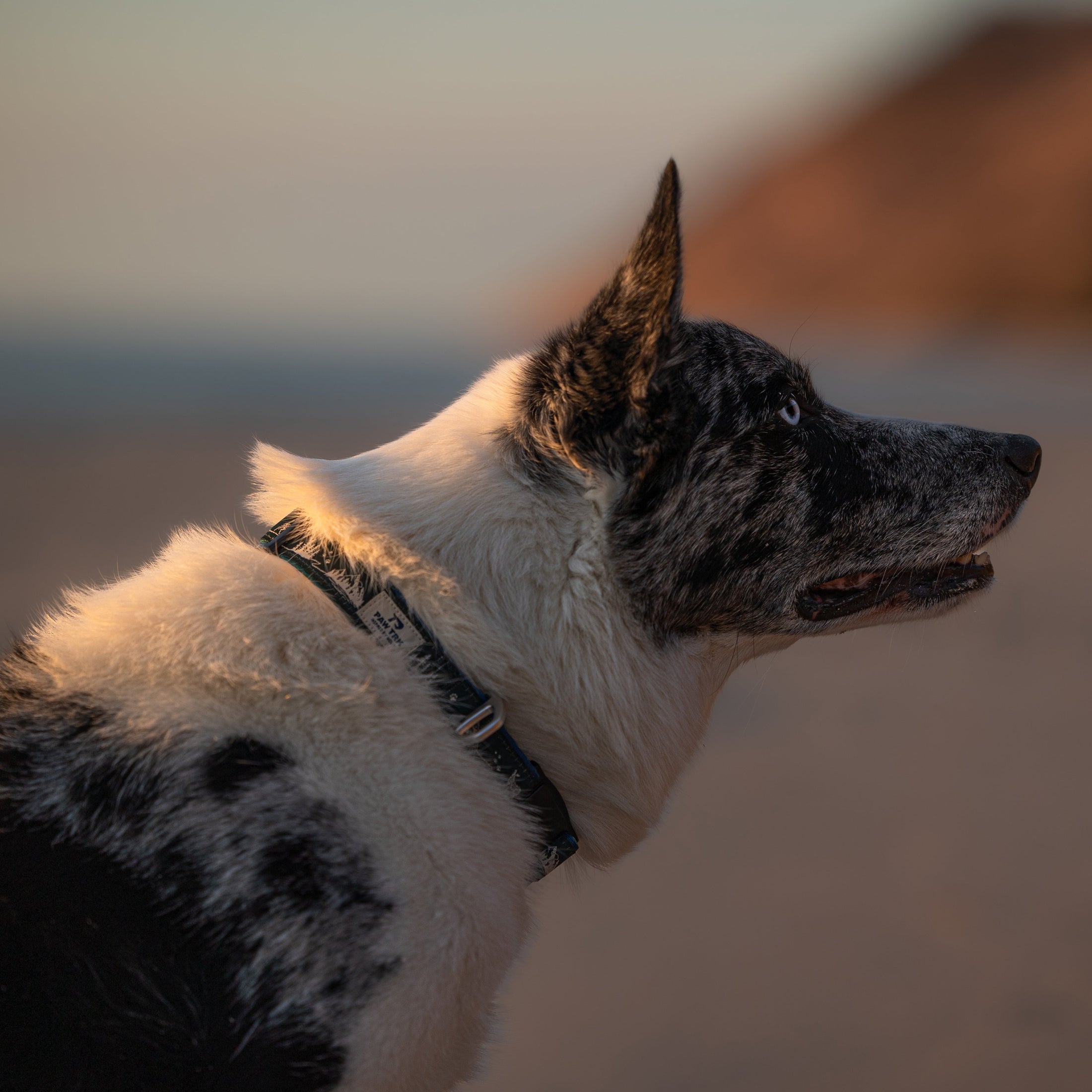 EverBark Collar