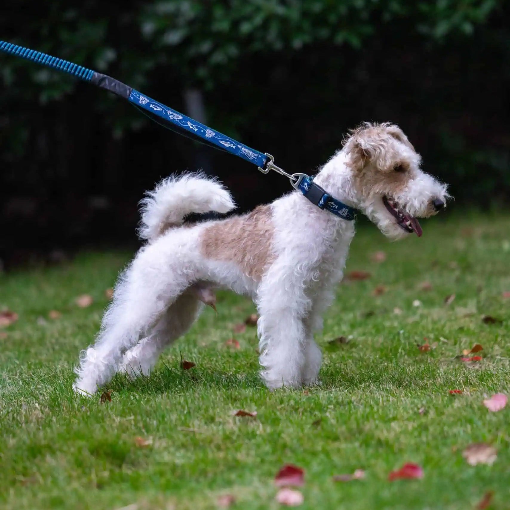 TrailLead 3 in 1 Leash